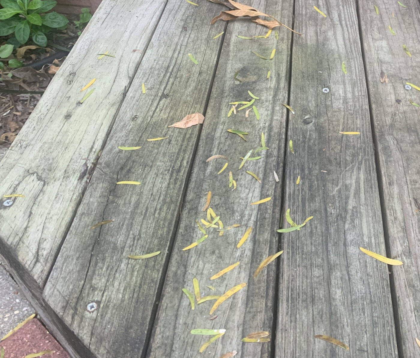Surface mould left untreated in winter can become a slip hazard, and start a decay process that is hard to reverse.